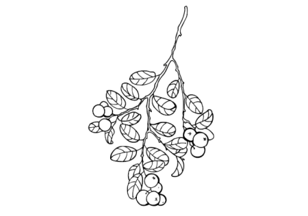 Клюква раскраска для детей