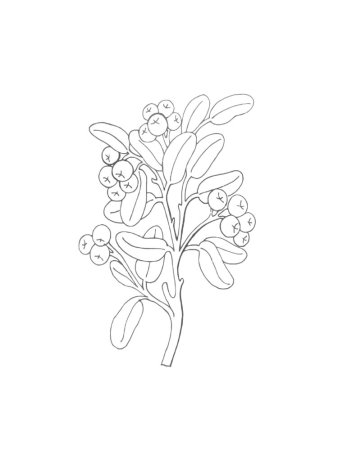 Раскраска ягод брусника для детей