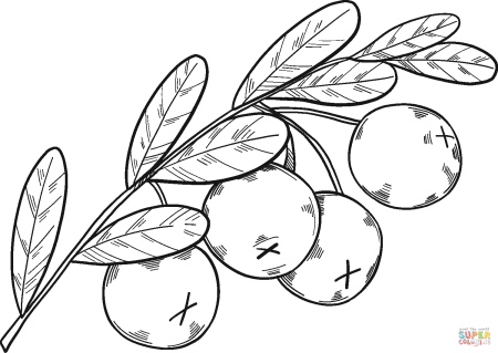 Раскраска ягоды черника