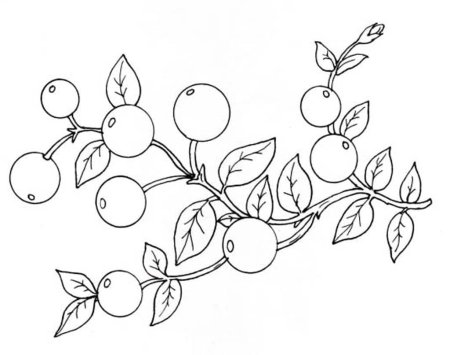 Брусника карандашом