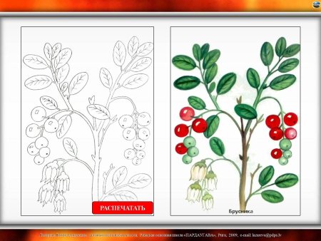 Брусника раскраска для детей