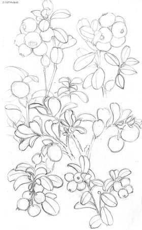 Черника раскраска