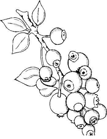 Раскраска ягоды черника