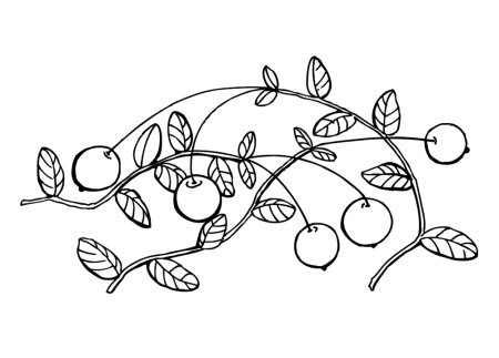 Черника раскраска для детей