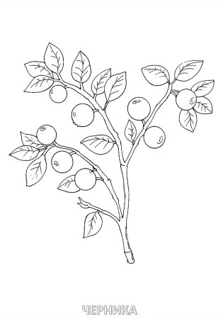 Клюква раскраска