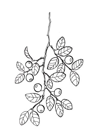 Брусника листья ягоды