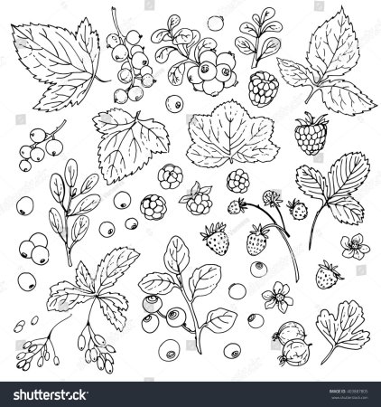 Раскраска ягоды голубика