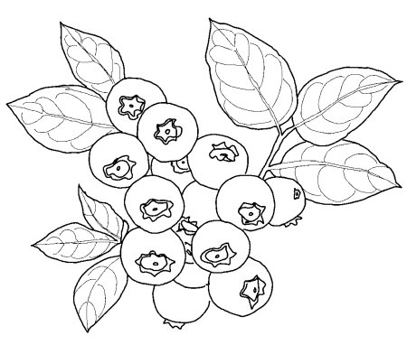 Лесные ягоды раскраска