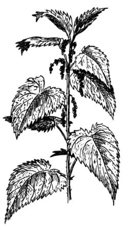 Крапива разукрашка