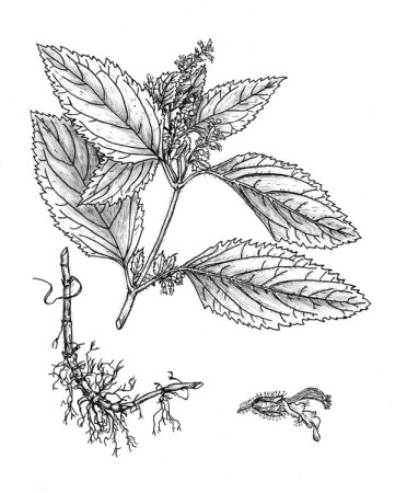 Крапива двудомная раскраска