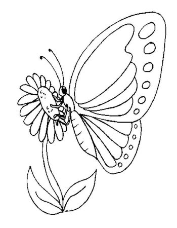 Раскраска "бабочки"