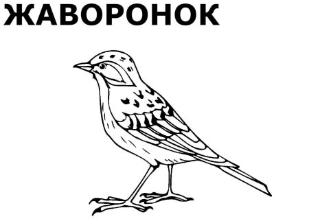 Жаворонок раскраска для детей