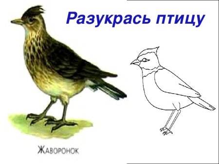 Жаворонок рисунок карандашом