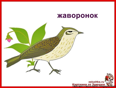 Жаворонок раскраска