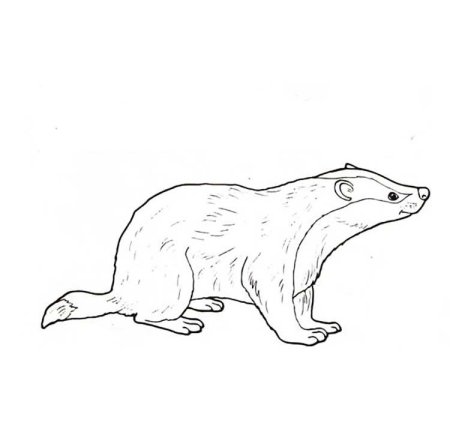 Барсучий нос раскраска для детей