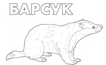 Барсук медоед раскраска