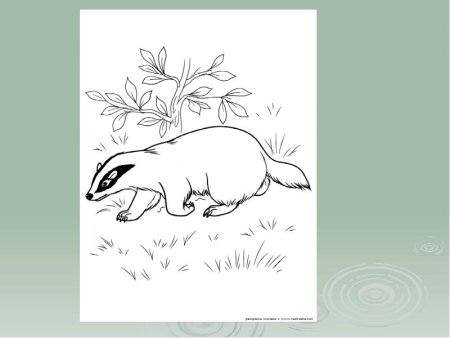 Иллюстрации к рассказу барсучий нос Паустовский