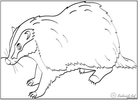 Барсук медоед раскраска