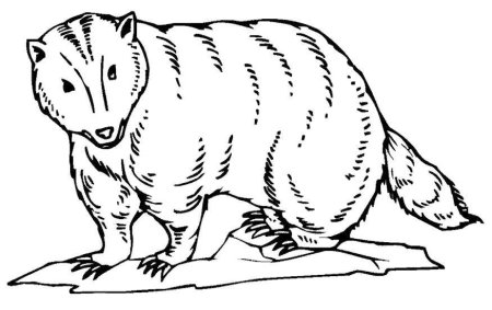 Барсук раскраска