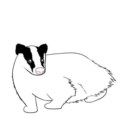 Барсук раскраска для детей