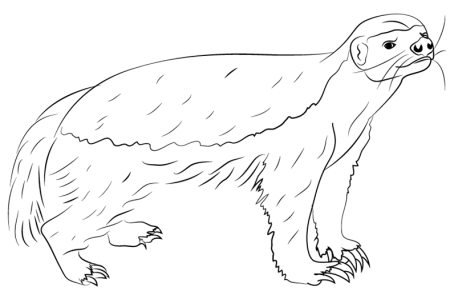 Барсук медоед рисунок