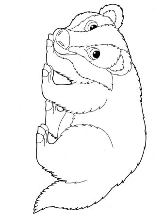 Барсук раскраска