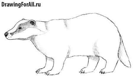 Барсук чб для детей