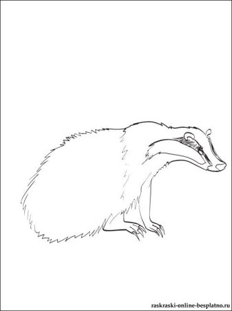 Барсучонок раскраска для детей