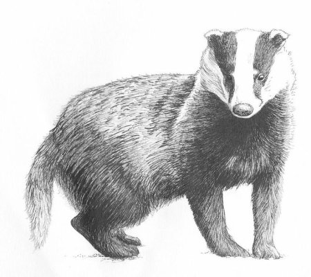 Барсук контур