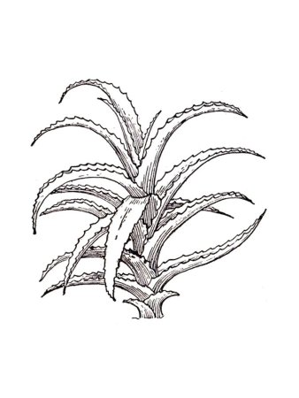 Алоэ древовидное столетник рисунок