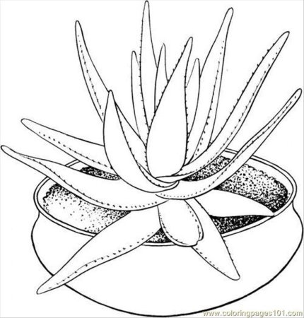 Алоэ растение раскраска