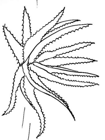 Алоэ раскраска для детей