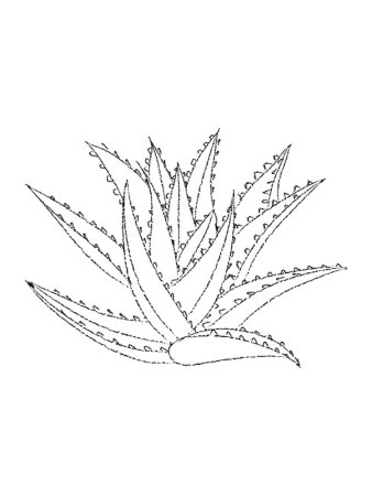 Алоэ раскраска для детей