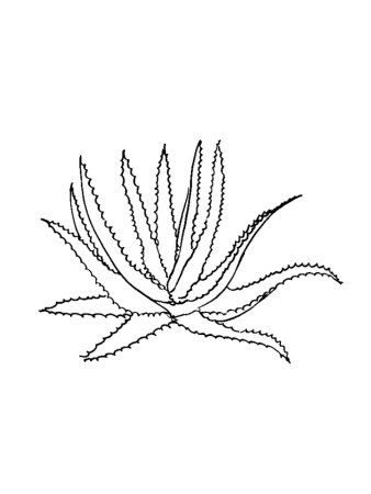 Алоэ раскраска для детей