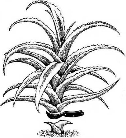 Алоэ карандашом