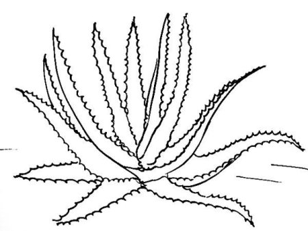 Алоэ столетник рисунок