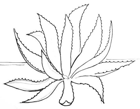 Цветок алоэ раскраска