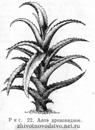 Алоэ древовидного листьев