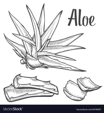 Алоэ рисунок карандашом для детей