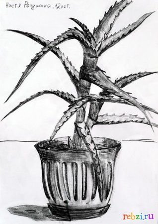 Зарисовки комнатных растений карандашом