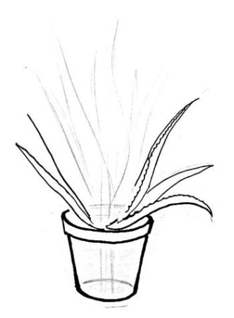 Поэтапное рисование комнатных растений