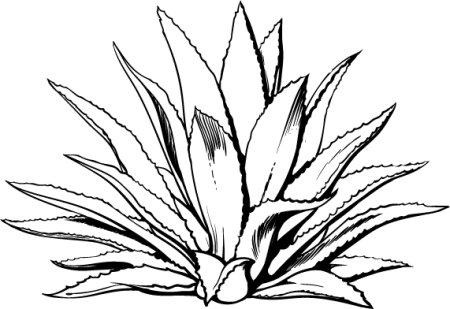 Агава раскраска