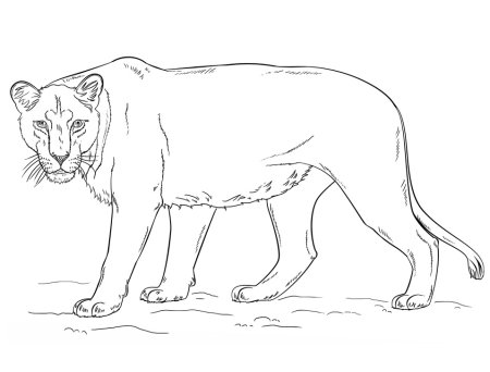 Раскраска львица