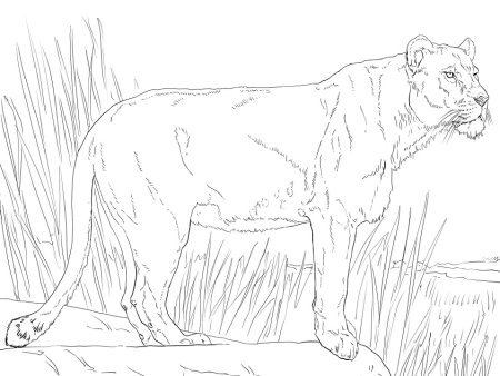 Лев и львица раскраска
