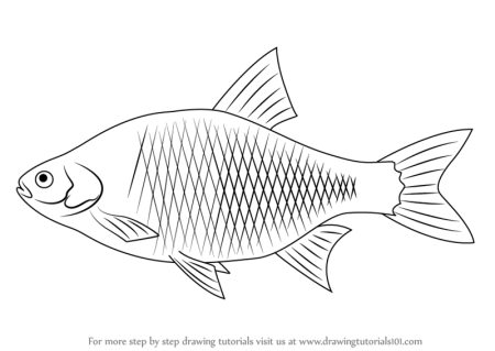 Лещ раскраска