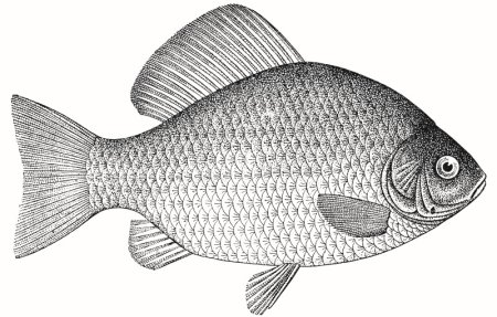 Карась рисунок