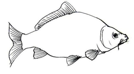 Лещ раскраска