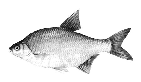 Лещ рыба рисунок