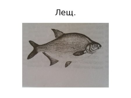 Лещ раскраска для детей