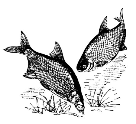 Нарисовать леща